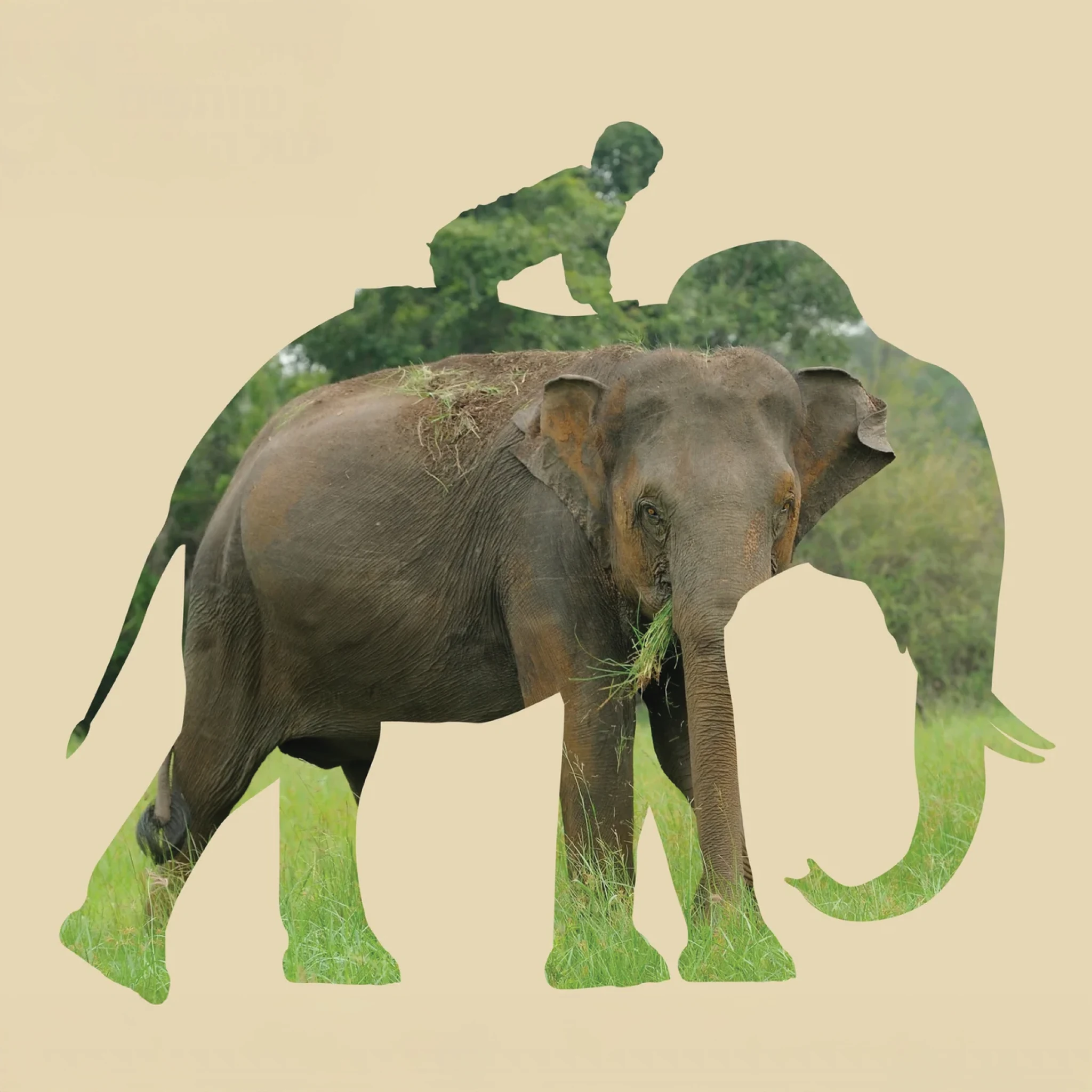 Jerusalem Biblical Zoo — Wildlife Campaign